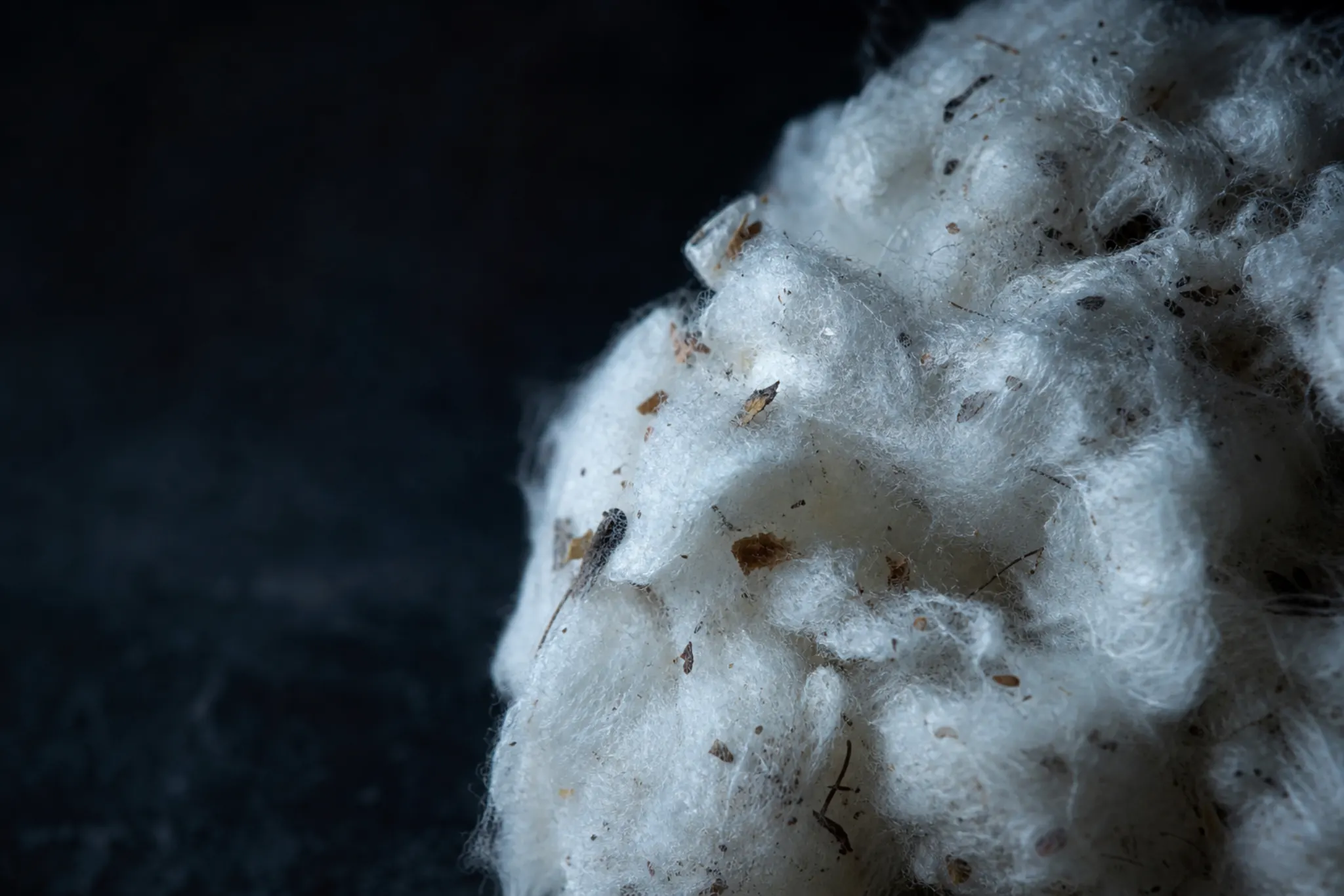 Close view of raw cotton lint, with leaf and trash still in the fibre.